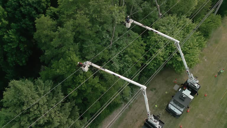 How Our Tree Care Process Works  in  Silver Firs, WA